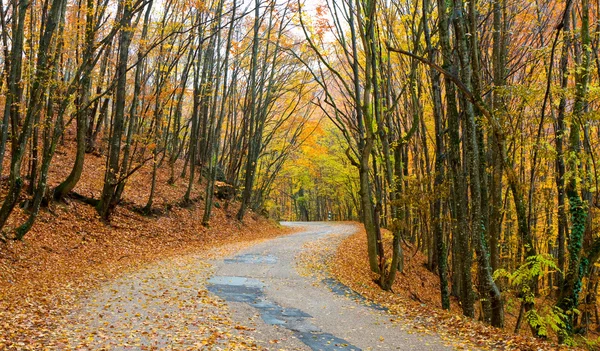 Route en forêt d'automne — Photo