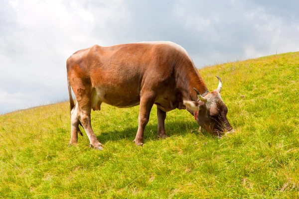 Funny cow on meadow — Stock Photo, Image