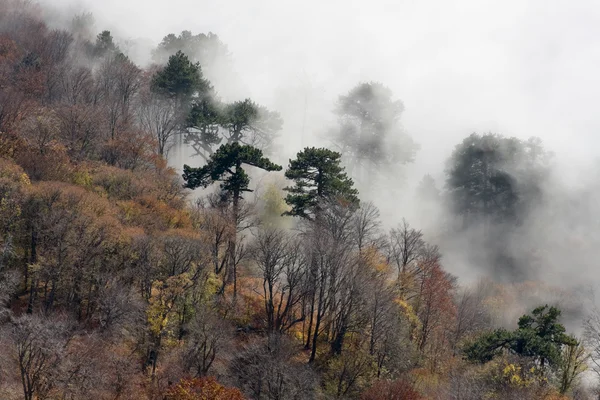 Autumn misty forest — Stock Photo, Image