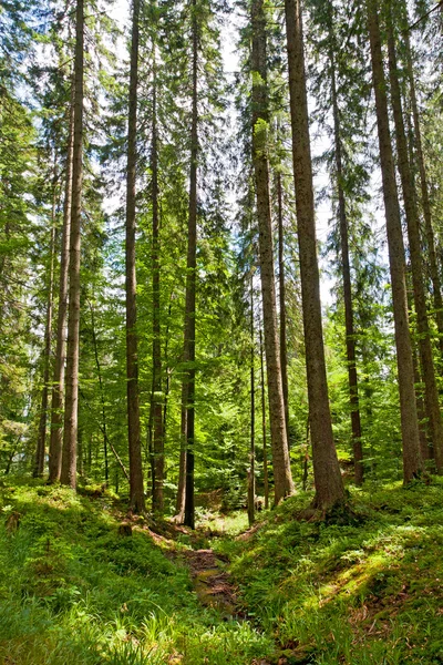 Grön skog — Stockfoto