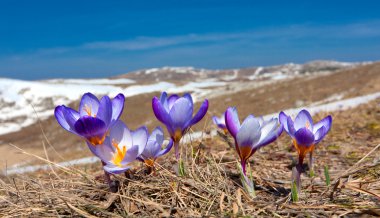 Crocuses in mountains clipart