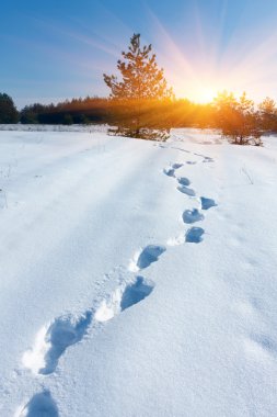 Pathway in winter forest clipart