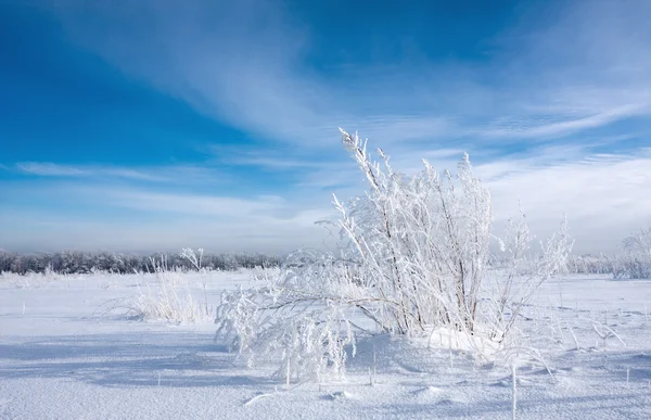 Campo de invierno — Foto de Stock