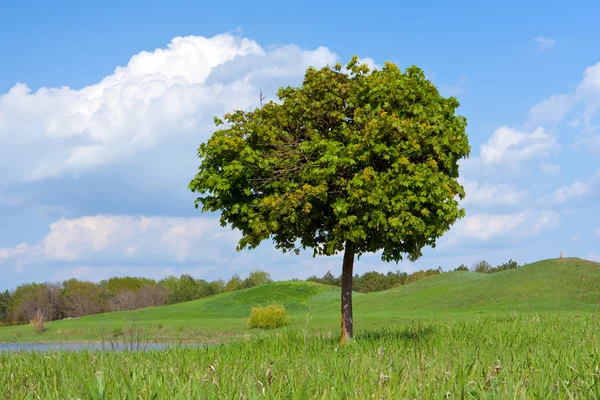 Allein Baum — Stockfoto