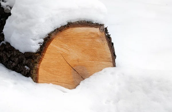 Snow-bounded log in winter forest — Stock Photo, Image