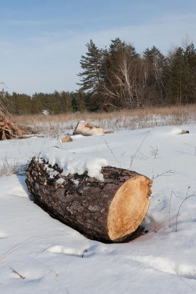 The log in winter forest — Stock Photo, Image