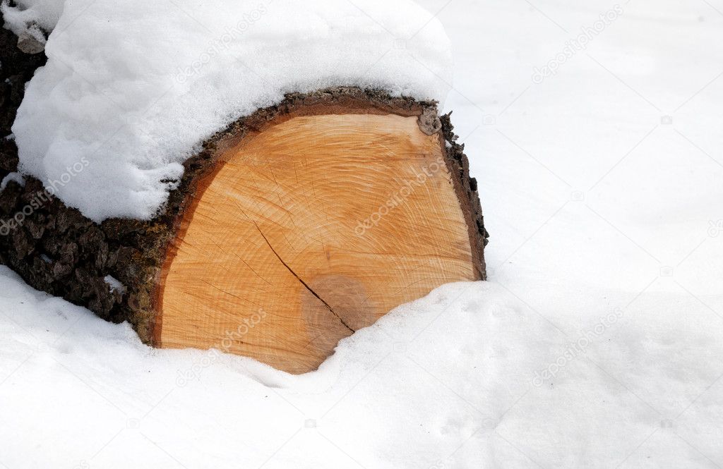 Snow-bounded log in winter forest
