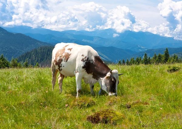 Kráva na pěkné louce — Stock fotografie