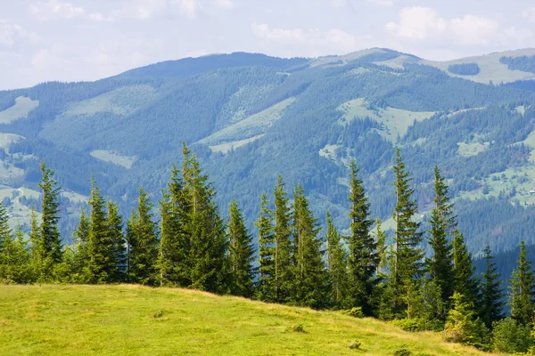 Foresta di abete in montagna — Foto Stock