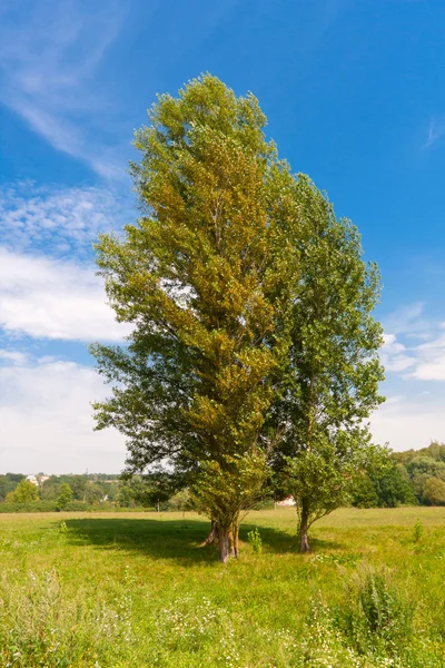 Träd på äng — Stockfoto