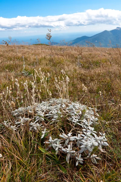 stock image Palnt in mountains