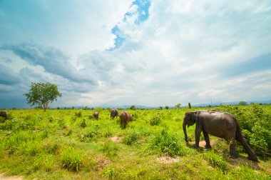 Group of wild elephants clipart