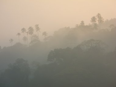 Silhouette of a rainforest clipart