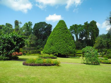 Peradeniya Botanical Garden landscape clipart