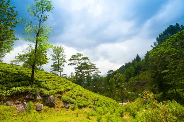 Paisagem montanhosa com plantações de chá — Fotografia de Stock