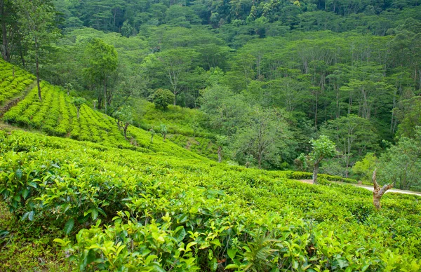 Plantation de thé paysage — Photo