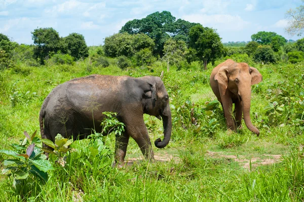 Due elefanti selvatici — Foto Stock