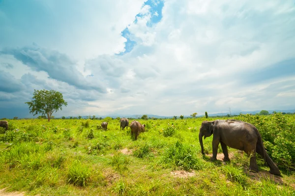Group of wild elephants — Stock Photo, Image
