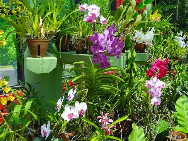 stock image Flowering orchids in Botanical Garden