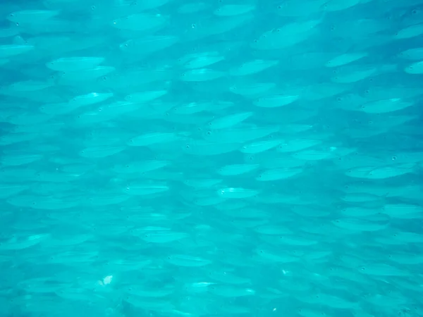 Flock av små fisk — Stockfoto