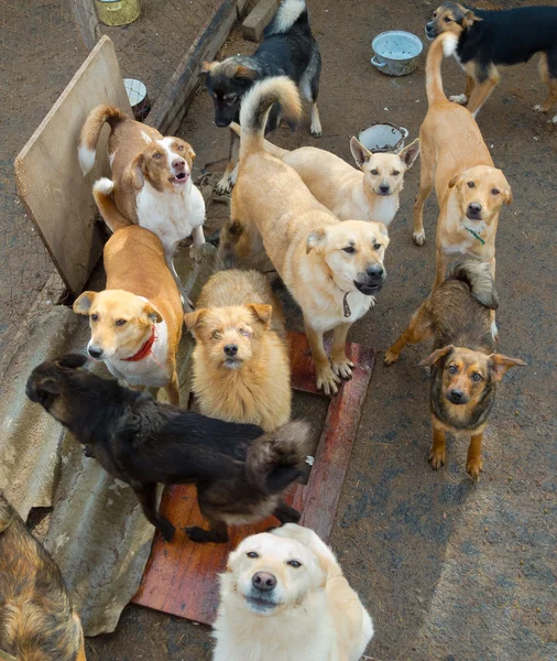Un sacco di cani randagi — Foto Stock