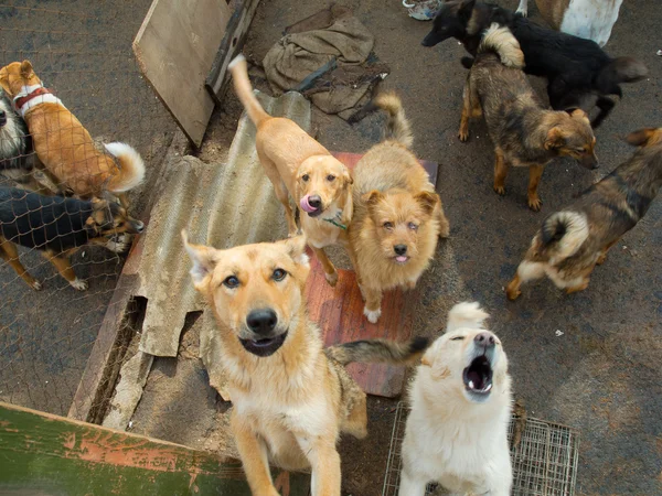 Viele streunende Hunde — Stockfoto