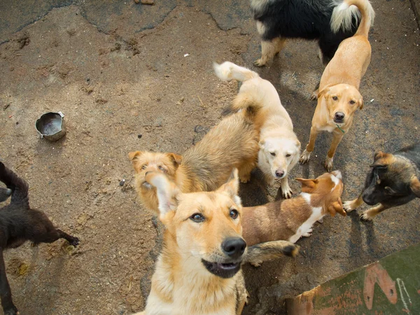 Un montón de perros callejeros — Foto de Stock