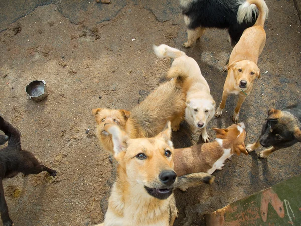 Een heleboel zwerfhonden — Stockfoto