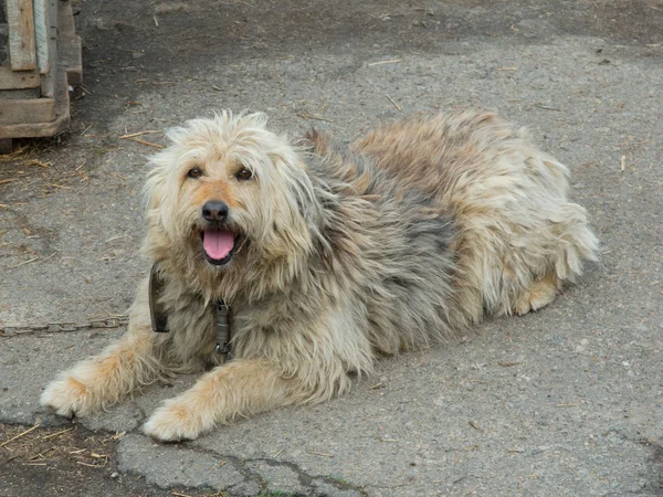 Shaggy dog lying — Stock Photo, Image