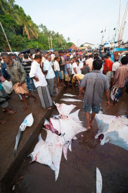 Fish market mirissa