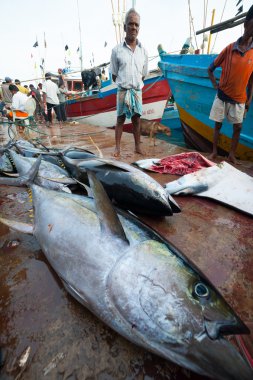 Fish market mirissa