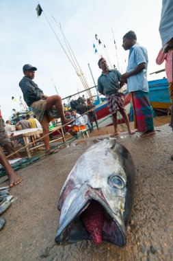 Fish market mirissa