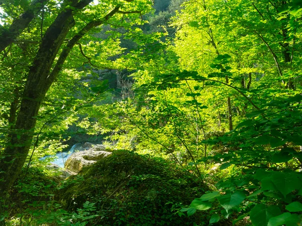 Mountain forest in the Crimea — Stock Photo, Image