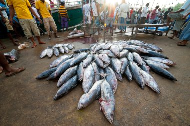 Fish market mirissa