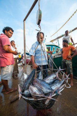 Fish market mirissa