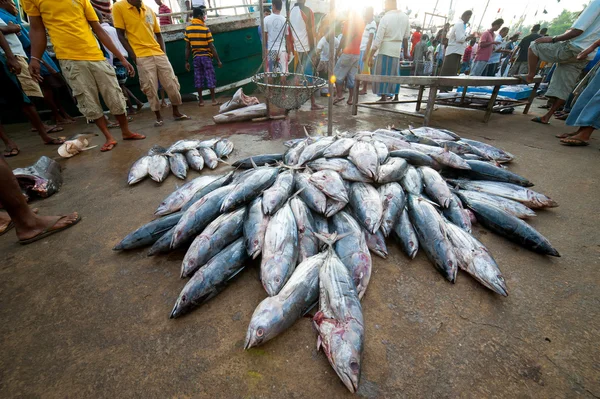Marché aux poissons à Mirissa — Photo
