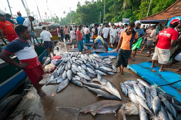 Fiskmarknaden i mirissa — Stockfoto