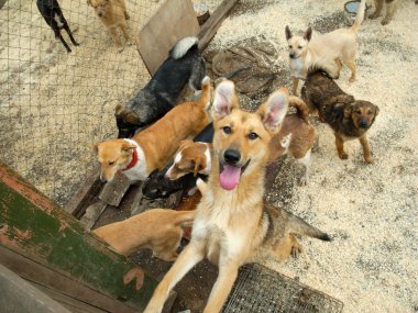 sokak köpekleri çok