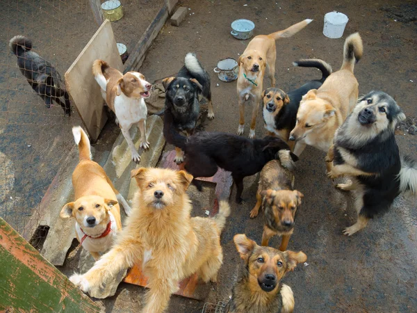 Um monte de cães vadios — Fotografia de Stock