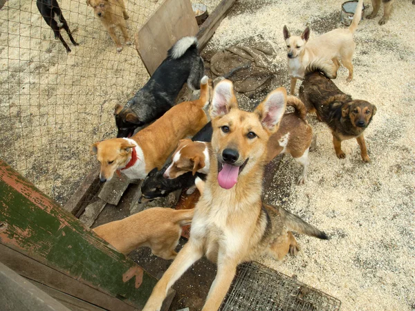 Spousta toulavých psů — Stock fotografie