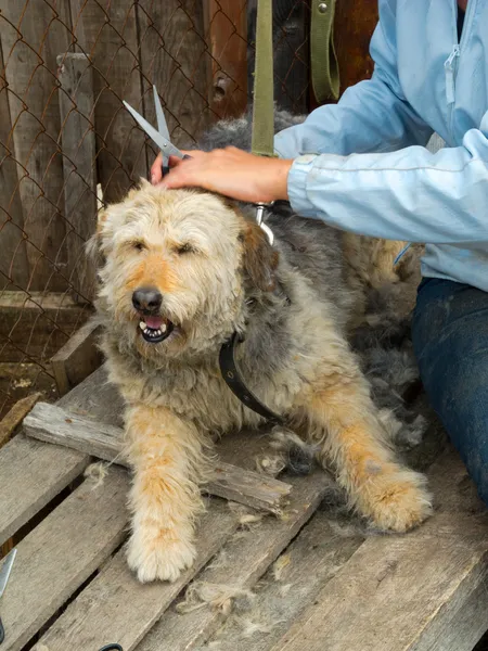 Toelettatura del cane randagio al rifugio — Foto Stock