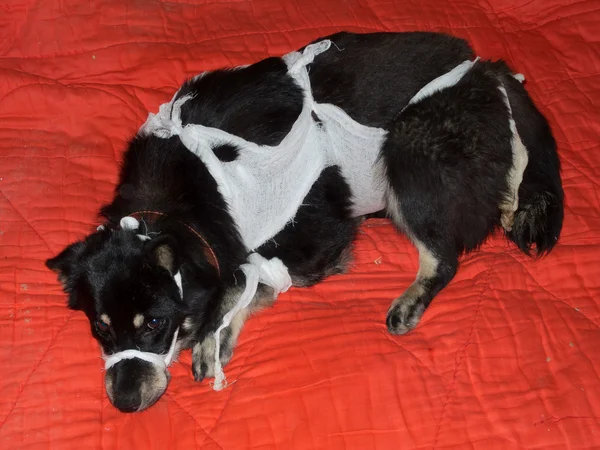 Câinele Mongrel se află în adăpost — Fotografie, imagine de stoc