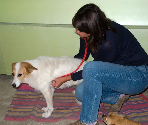 Lékař kontroluje toulavý pes — Stock fotografie