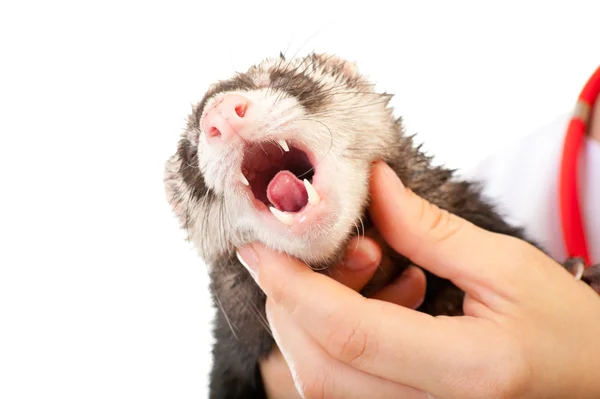 Veterinarian examines a patient ferret — Stock Photo, Image