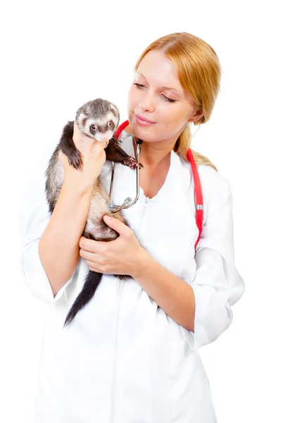 Young veterinarian examines a patient ferret — Stock Photo, Image