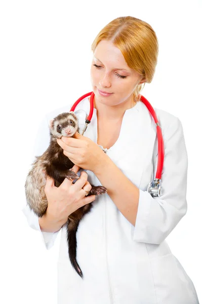 Jonge dierenarts onderzoekt een patiënt ferret — Stockfoto