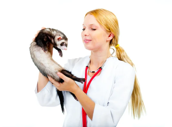 Un jeune vétérinaire examine un furet patient — Photo