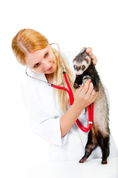 Fiatal állatorvos vizsgálja a beteg vadászgörény — Stock Fotó