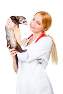 Young veterinarian examines a patient ferret clipart