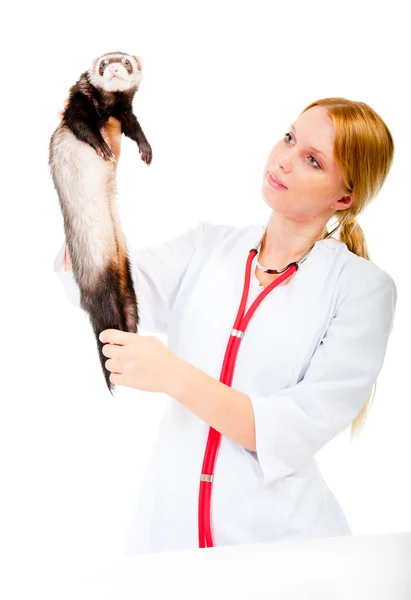 Молодой ветеринар осматривает больного хорька — стоковое фото
